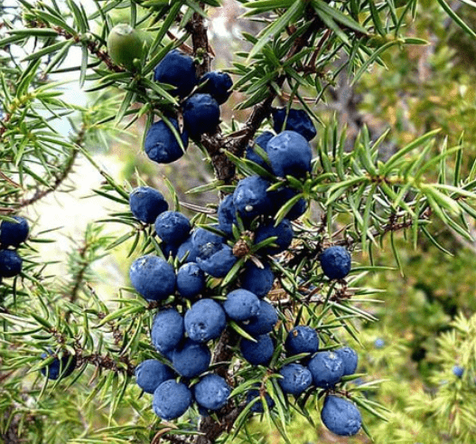 kleka smreka borovica