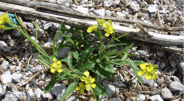 crna gorušica