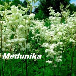 Medunika