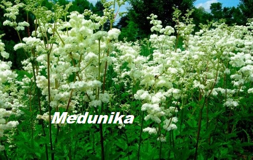 Medunika